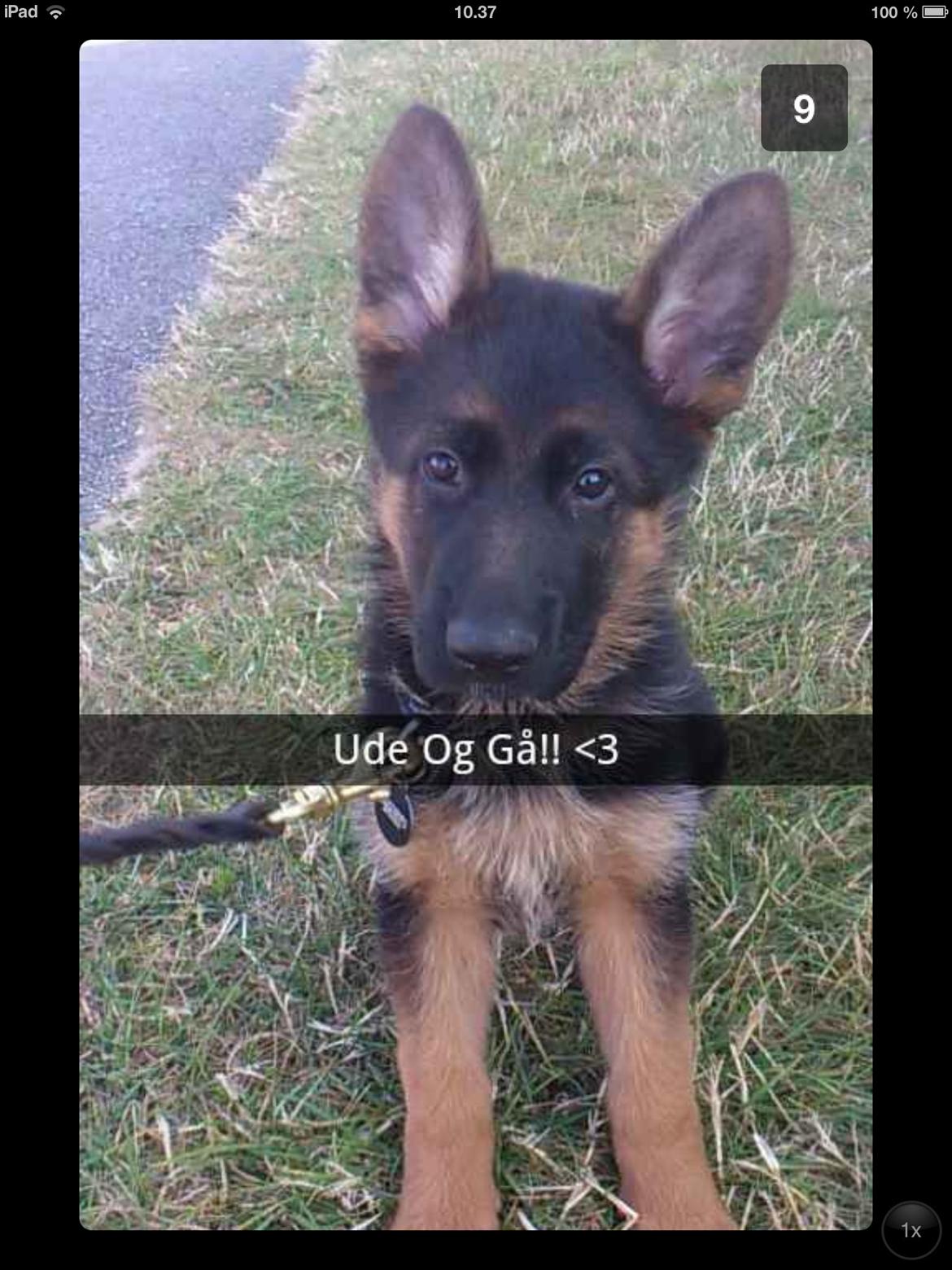 Schæferhund Nørrehedens Ico billede 3