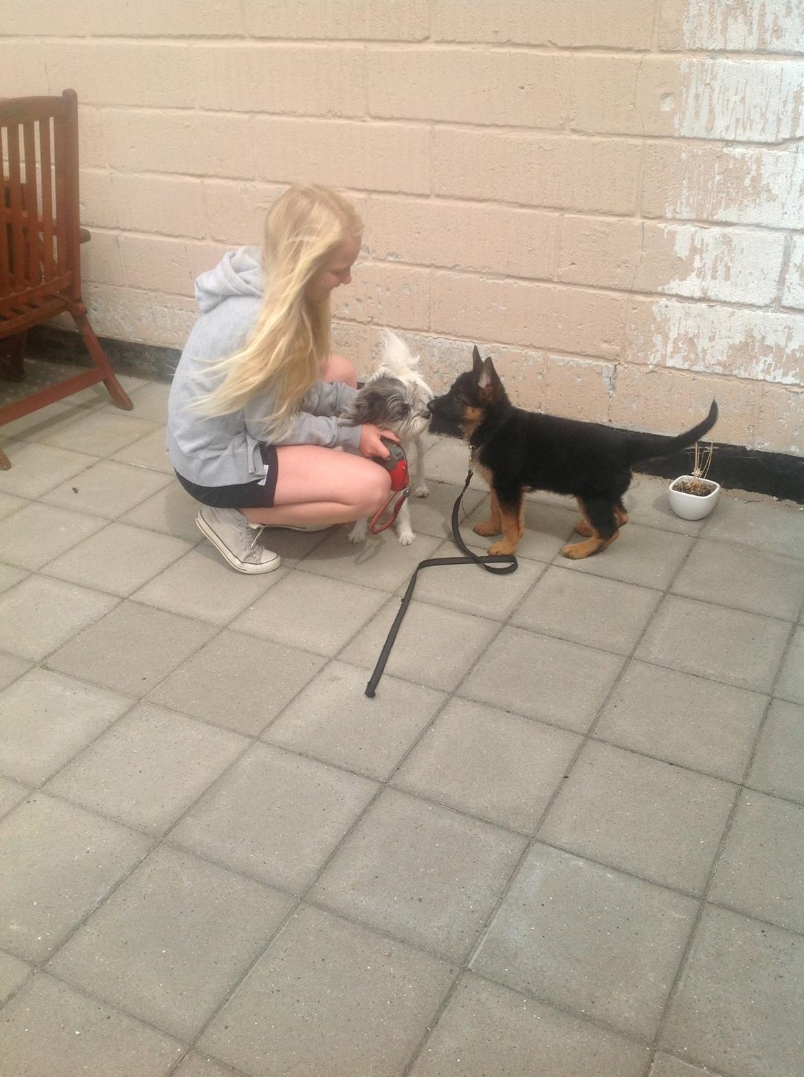 Schæferhund Nørrehedens Ico billede 4