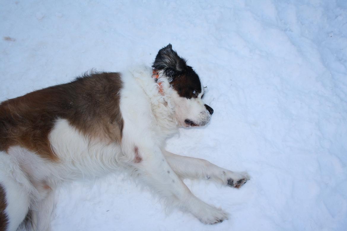 Sankt bernhardshund Mickey<3 billede 2