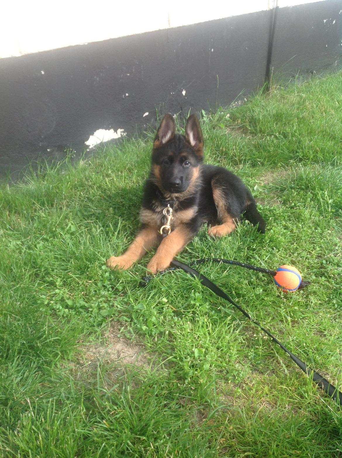 Schæferhund Nørrehedens Ico billede 5