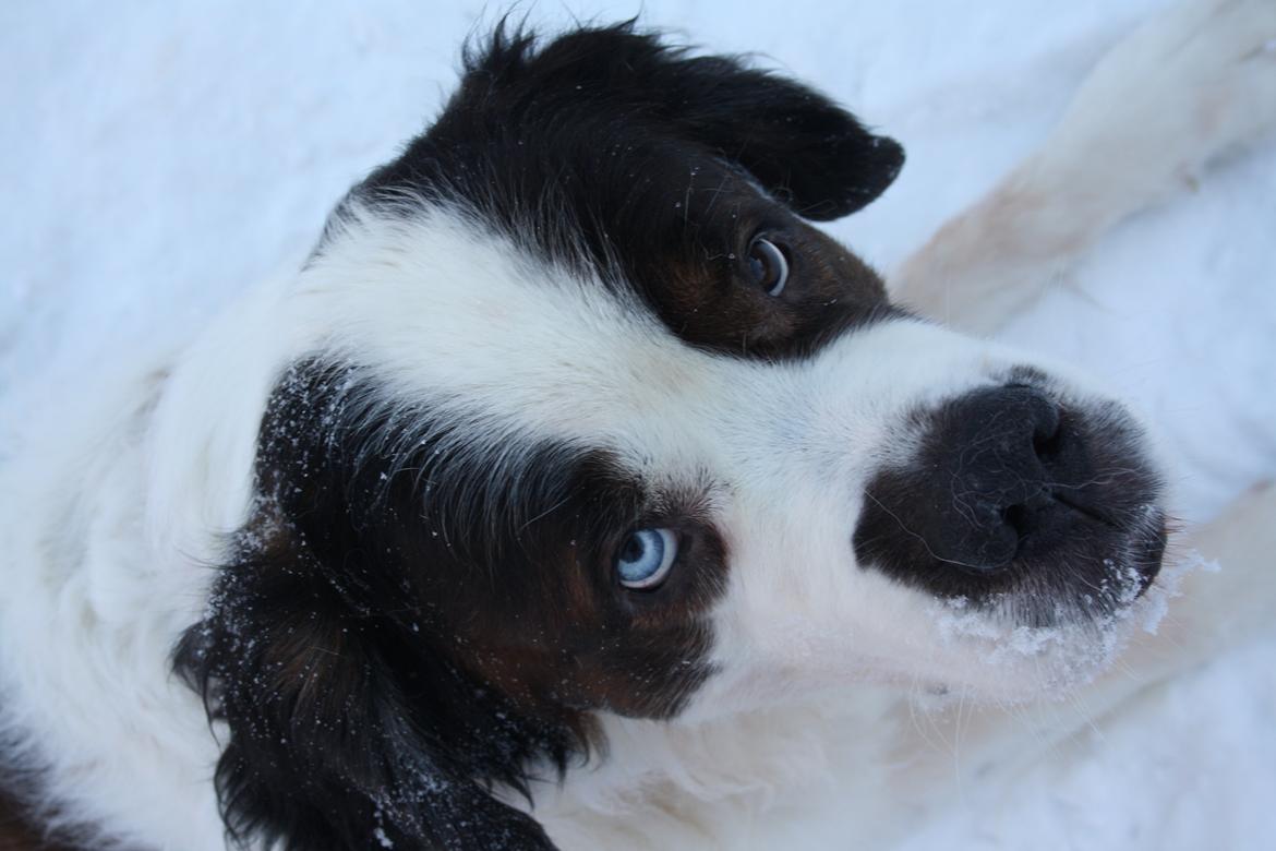 Sankt bernhardshund Mickey<3 billede 1