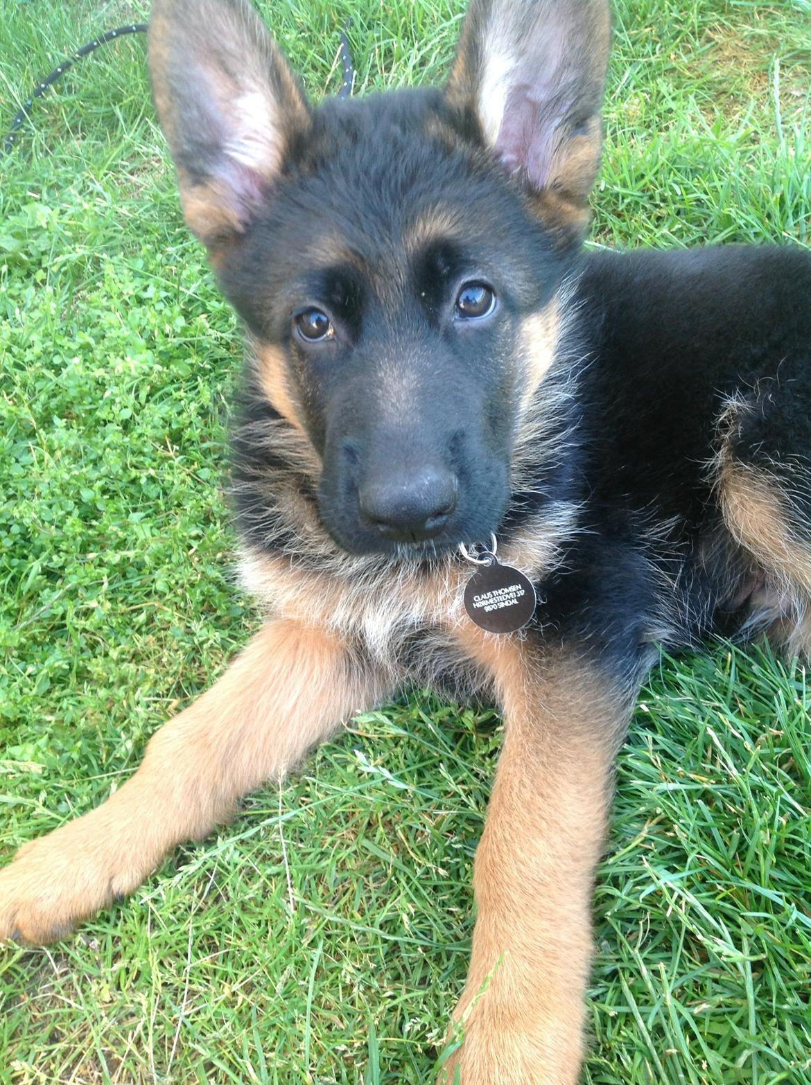 Schæferhund Nørrehedens Ico billede 6