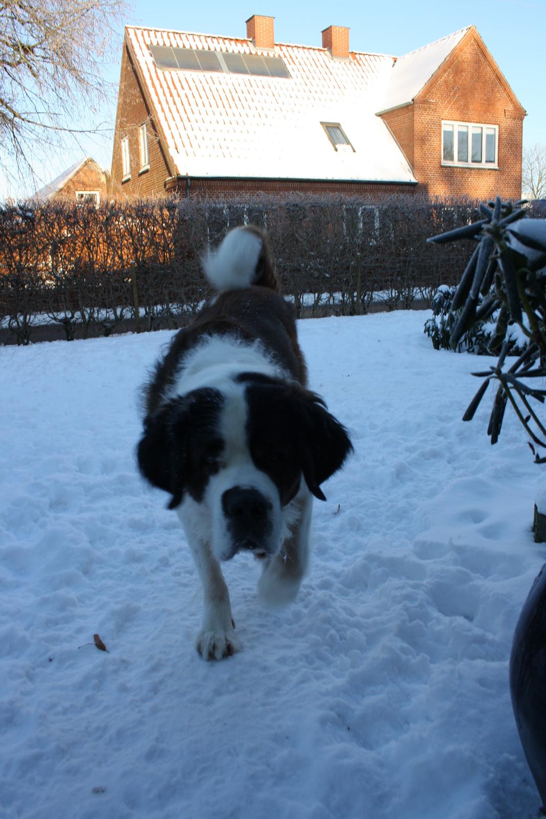 Sankt bernhardshund Mickey<3 billede 3