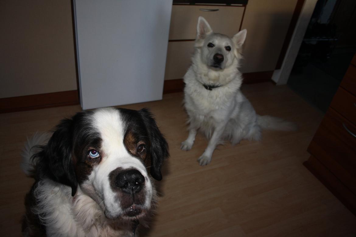 Sankt bernhardshund Mickey<3 billede 4