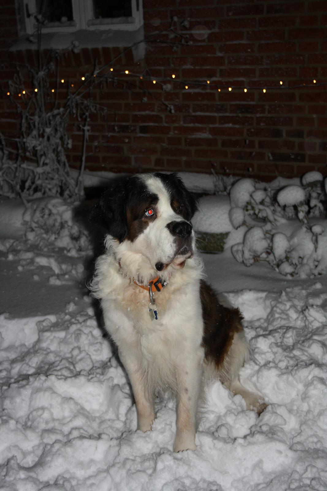 Sankt bernhardshund Mickey<3 billede 5