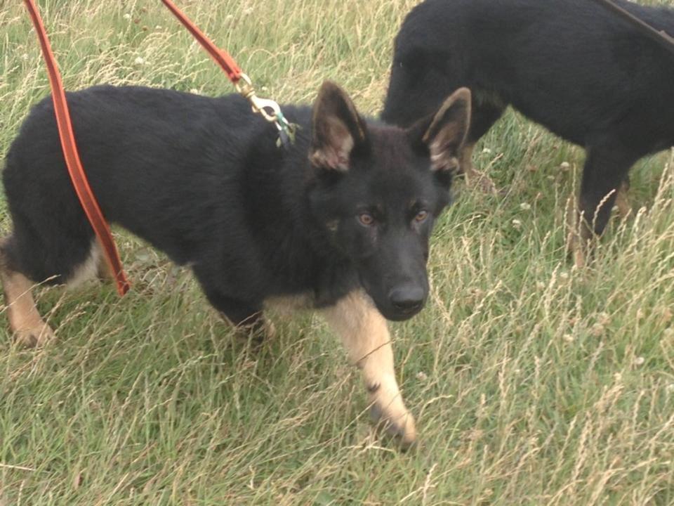 Schæferhund Abardi Ocean - Ocean sammen med hans bror Orlando, inden jeg fik ham billede 12