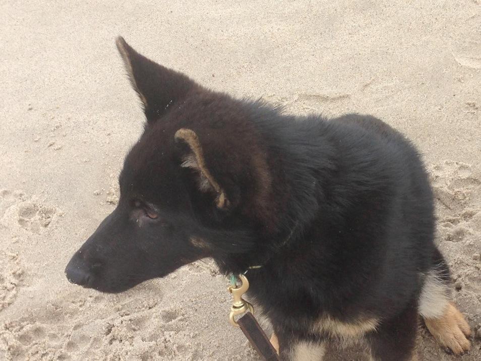 Schæferhund Abardi Ocean billede 13