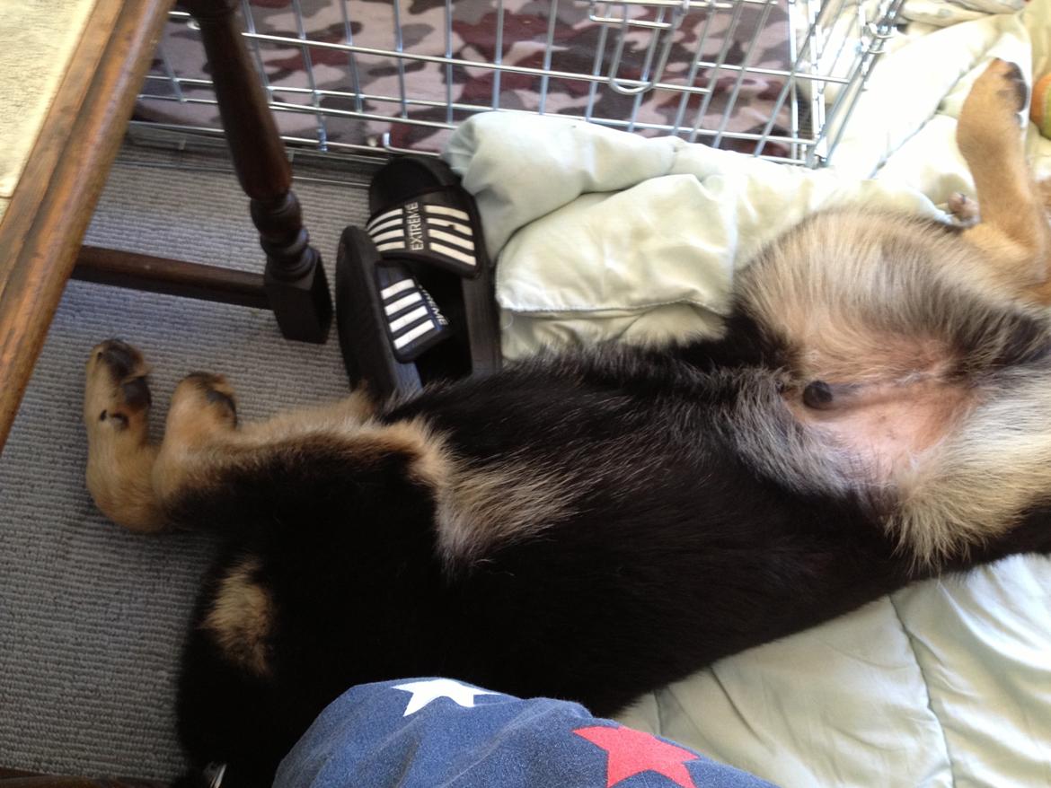 Schæferhund Abardi Ocean - En meget meget træt hund billede 14