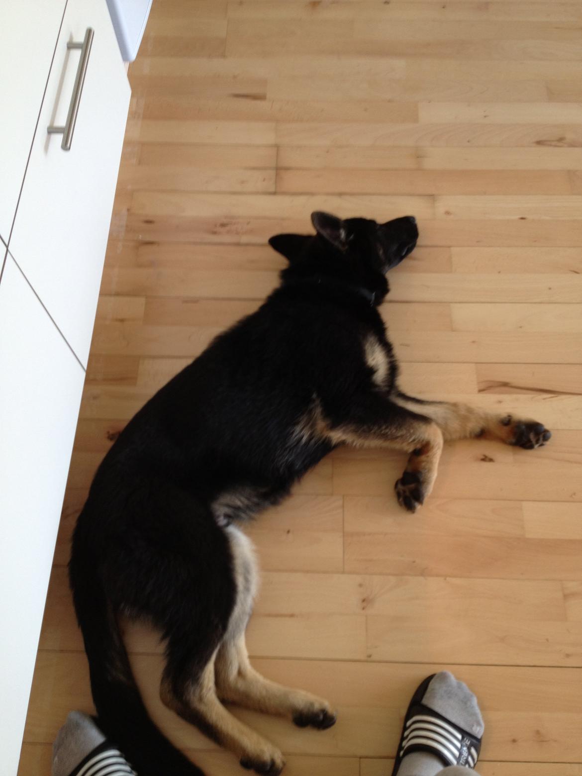 Schæferhund Abardi Ocean billede 15