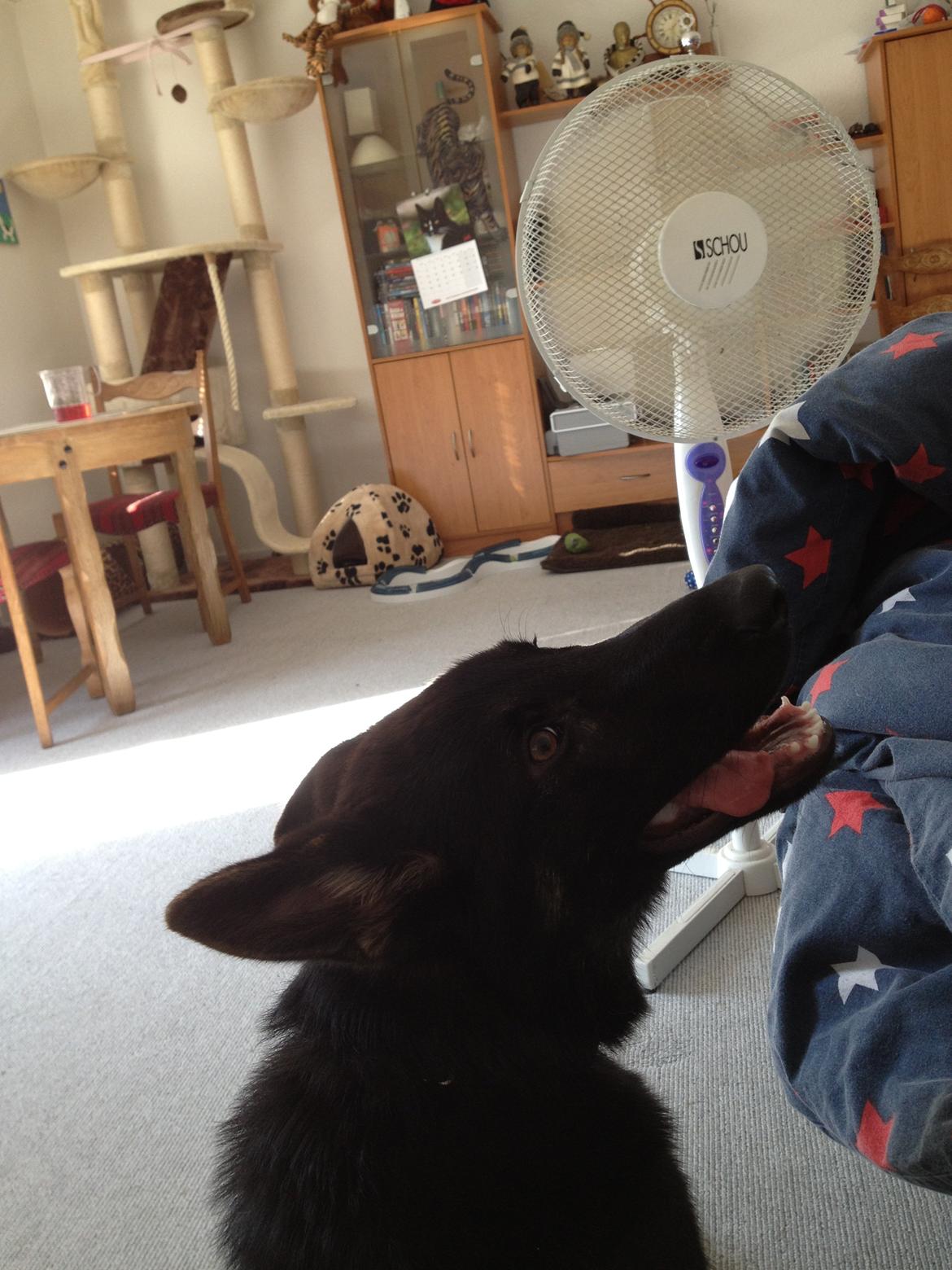 Schæferhund Abardi Ocean - Dejligt med lidt køligt luft i denne hede billede 16