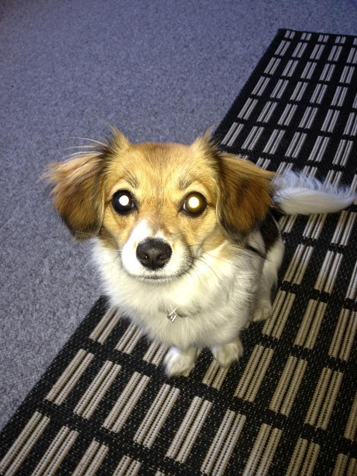 Blanding af racer Malou - Malou 10 mdr.  billede 1