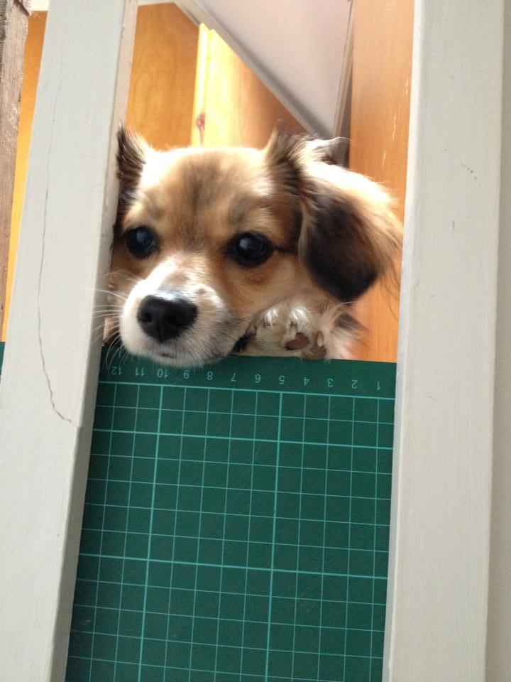 Blanding af racer Malou - Malou 6-7 mdr.  billede 2