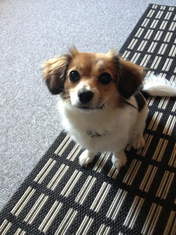 Blanding af racer Malou - Malou 10 mdr.  billede 3