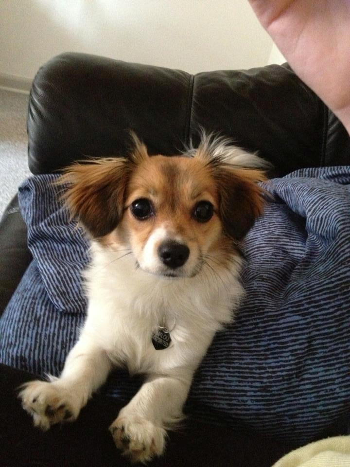 Blanding af racer Malou - Malou 9 mdr.  billede 4