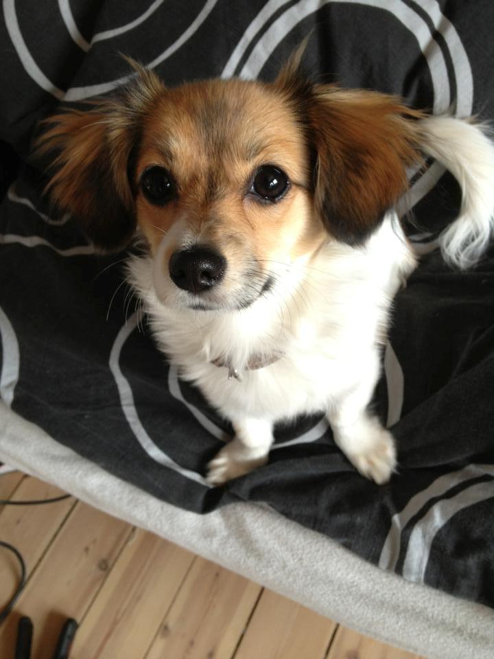 Blanding af racer Malou - Malou 8 mdr.   billede 5