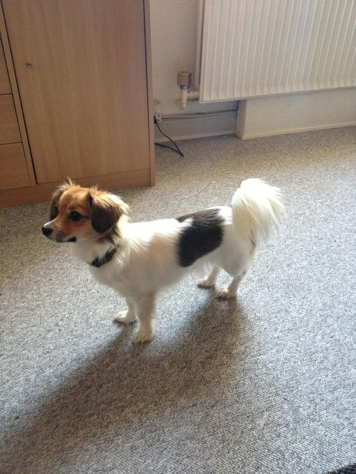 Blanding af racer Malou - Malou 10 mdr.  billede 6