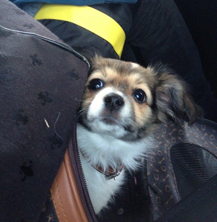 Blanding af racer Malou - Malou 6-7 mdr.  billede 7