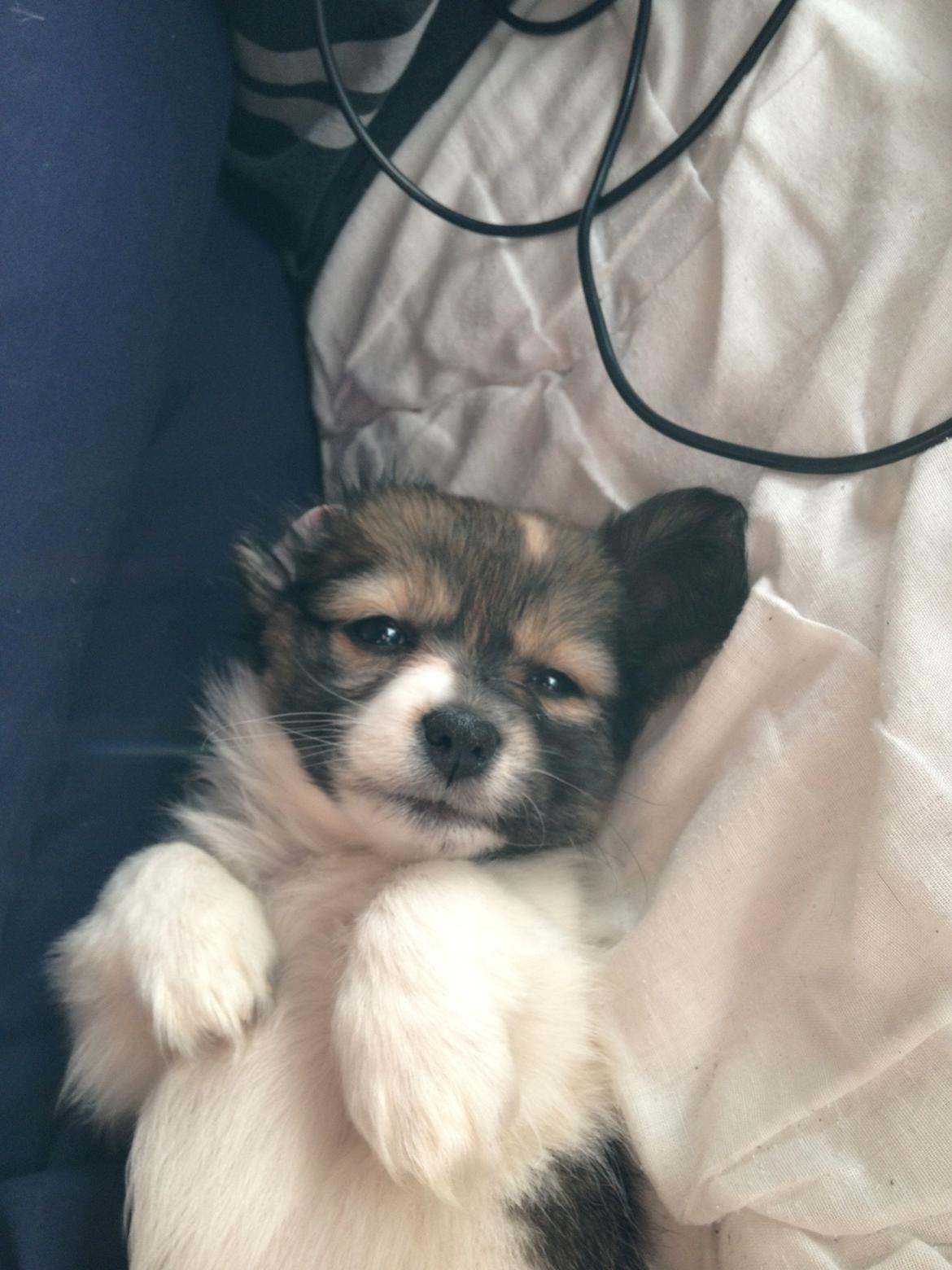 Blanding af racer Malou - Malou ca. 3 mdr.  billede 8