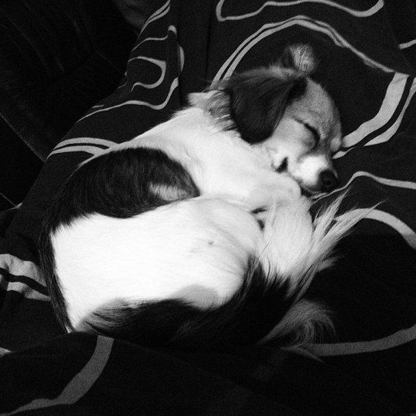 Blanding af racer Malou - Malou 10 mdr.  billede 9