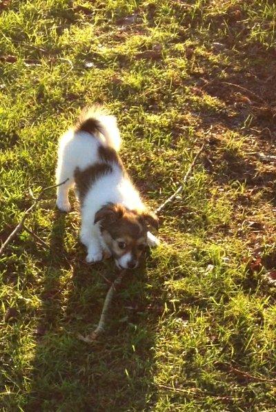 Blanding af racer Malou - Malou ca. 3-4 mdr.  billede 10