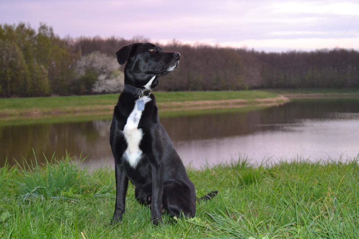 Blanding af racer Bamse - En dag ved hundesøen (Er en glad vand hund) billede 2