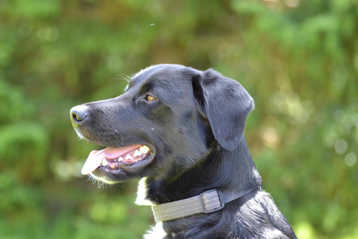 Blanding af racer Bamse - På dette billede er han ca. halvanden år billede 3