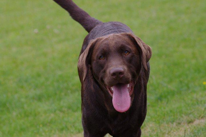 Labrador retriever William Jensen billede 19