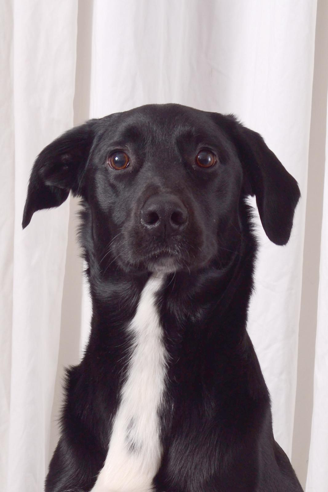 Blanding af racer Bamse - foto shoot den 22-12-2012 billede 1