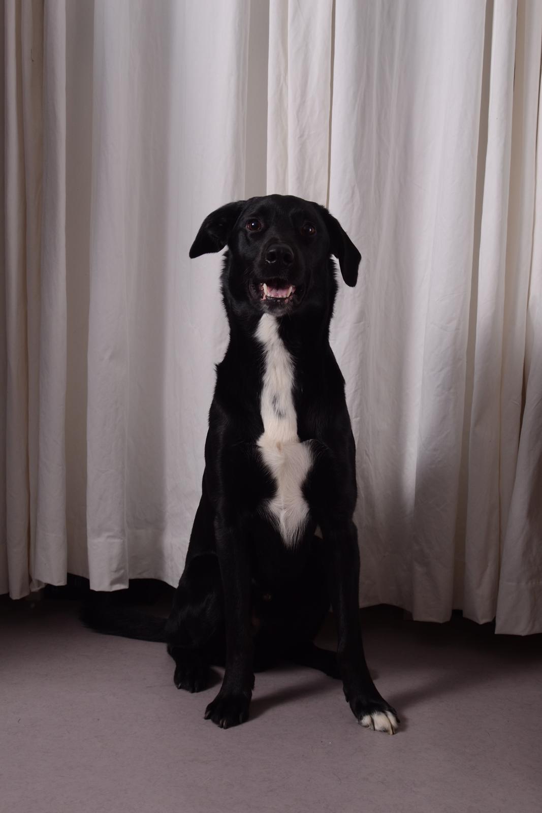 Blanding af racer Bamse billede 4