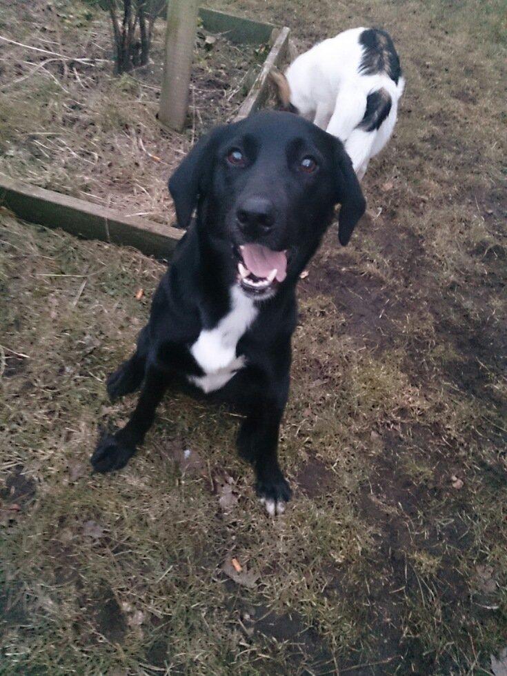 Blanding af racer Bamse - Har dog stadig sine hvalpet udtryk en gang imellem :)  billede 5