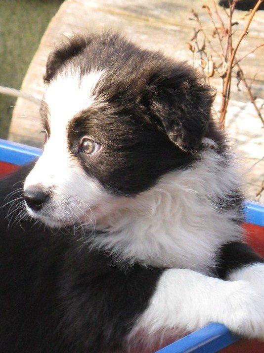 Border collie Jessi - Da hun var lille. billede 2
