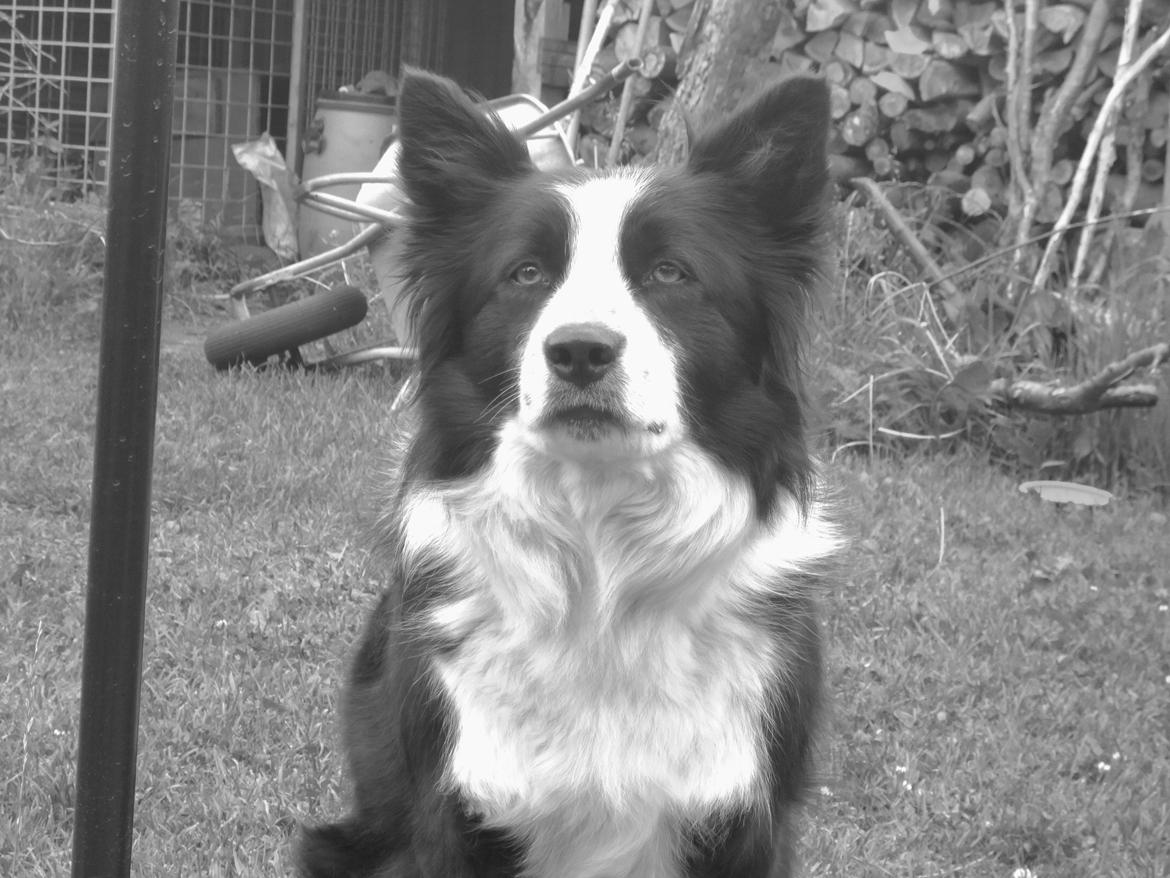 Border collie Jessi billede 5