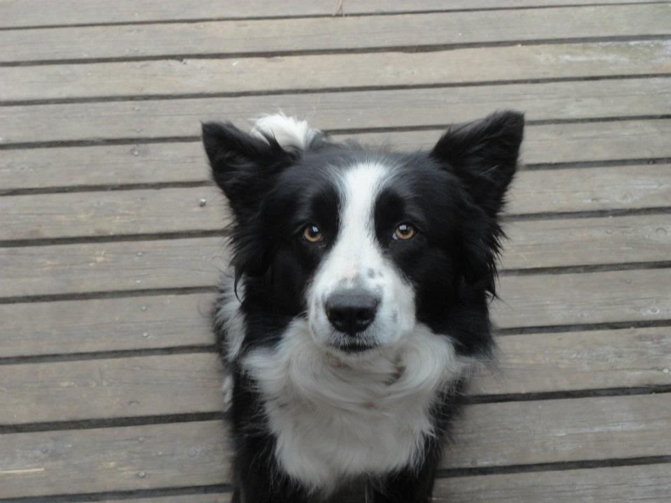 Border collie Jessi billede 3