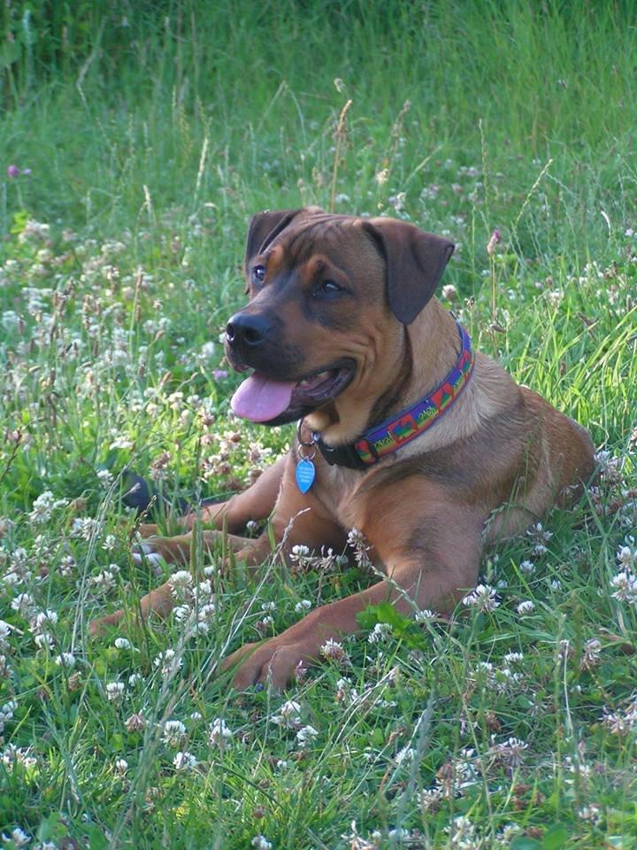 Blanding af racer ( bob ) marley - snart 6mdr... nede i hundepark;) billede 4