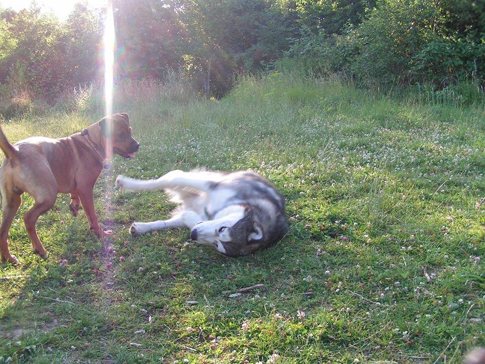 Blanding af racer ( bob ) marley - Marley og noa nede i hundepark;) billede 27