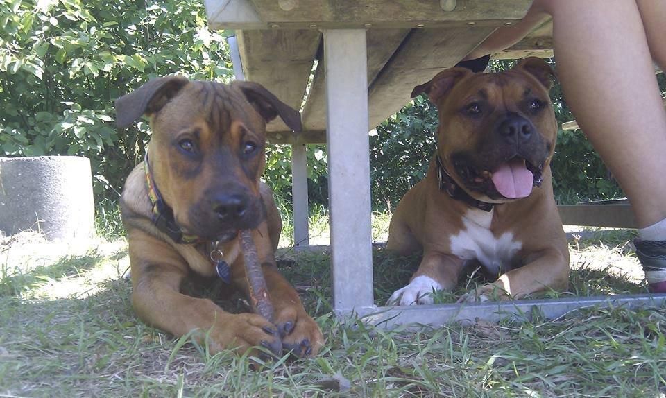 Blanding af racer ( bob ) marley - Marley og loco nede i hundepark :) billede 29