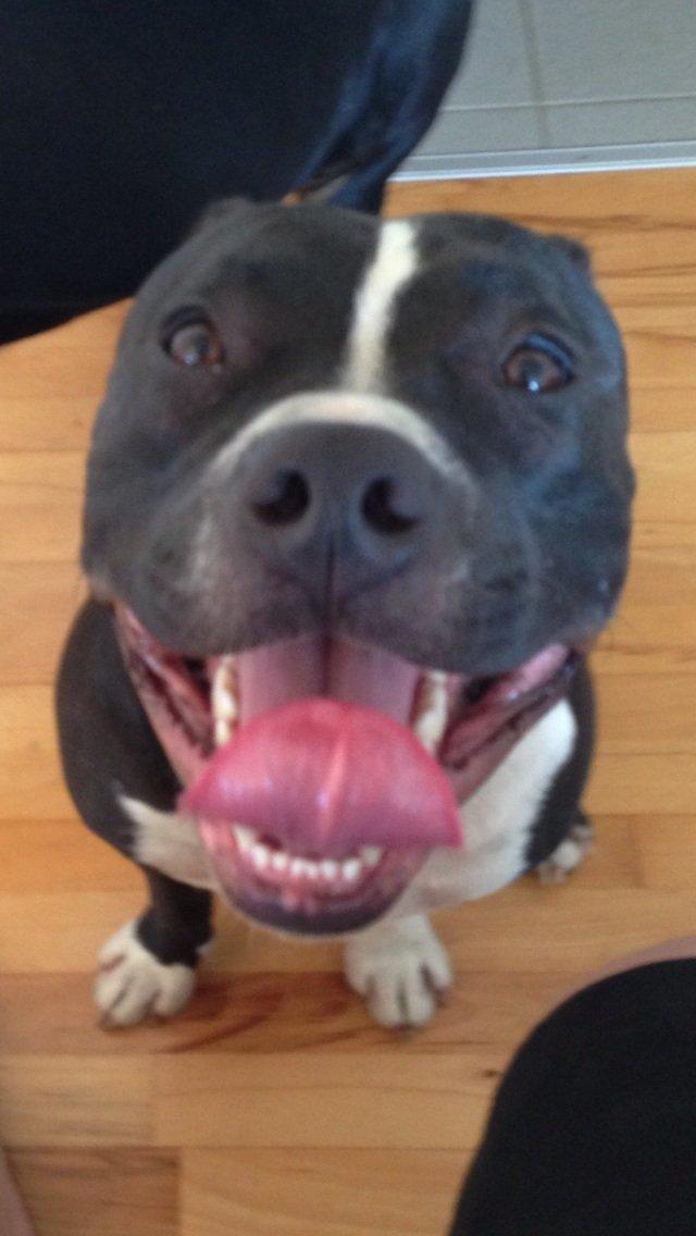 Blanding af racer Diablo billede 14