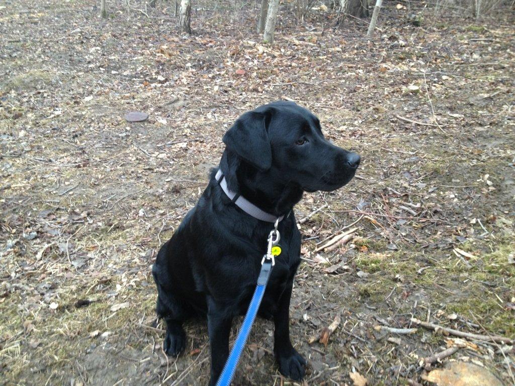 Labrador retriever Smilla billede 1