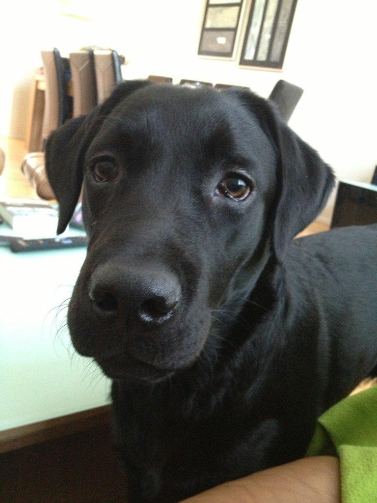 Labrador retriever Smilla billede 2