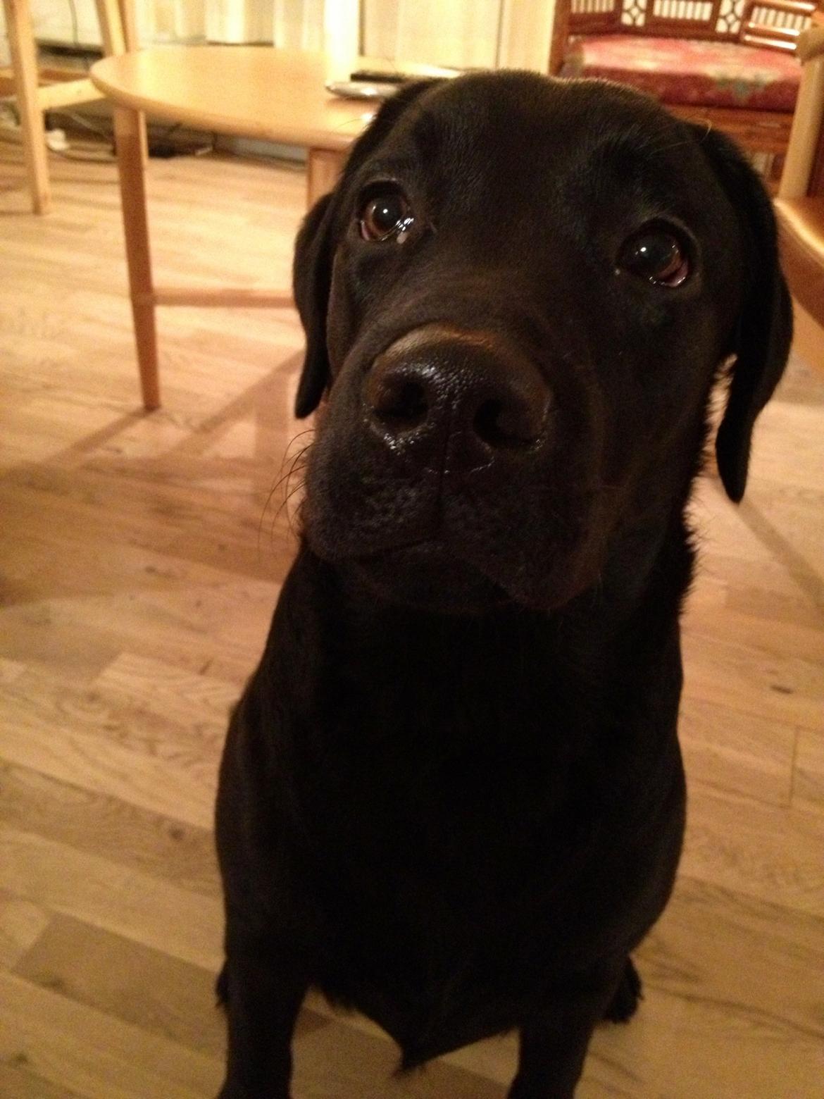 Labrador retriever Smilla billede 3