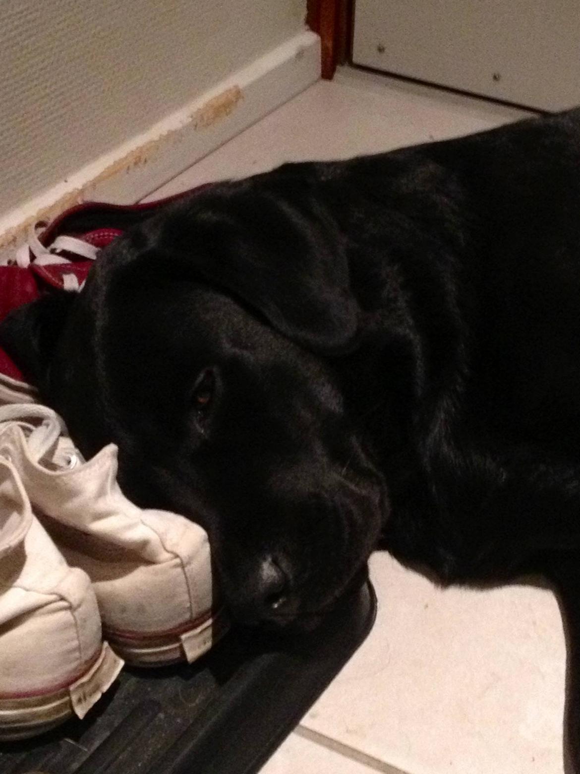 Labrador retriever Smilla billede 4