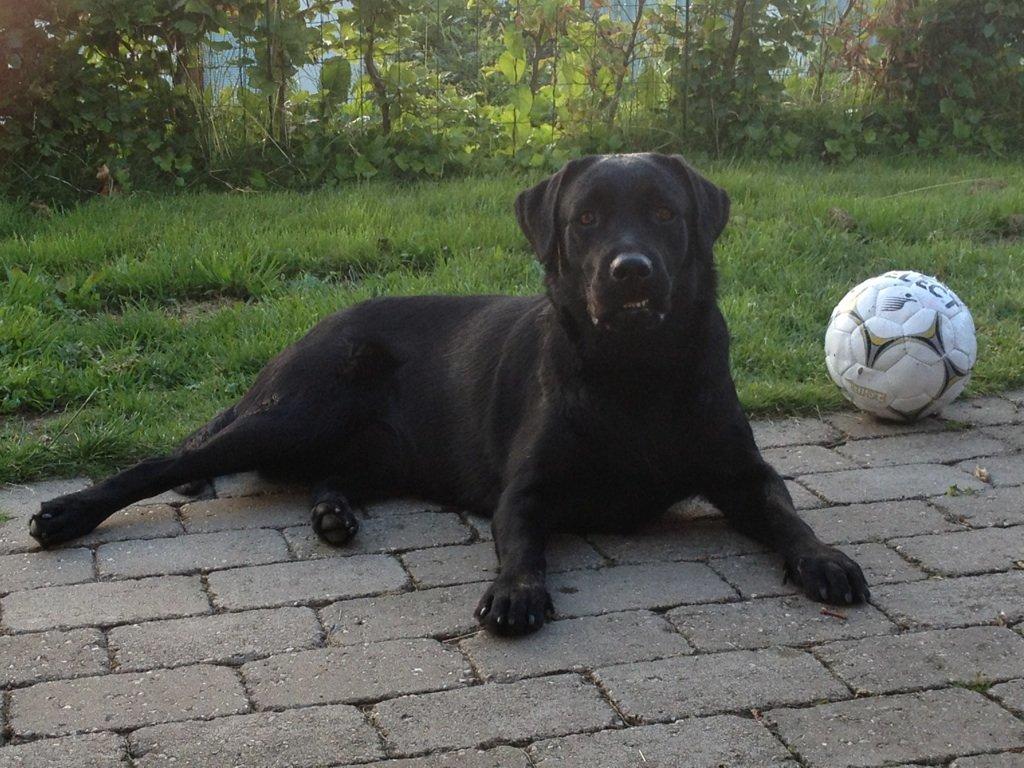 Labrador retriever Smilla billede 5