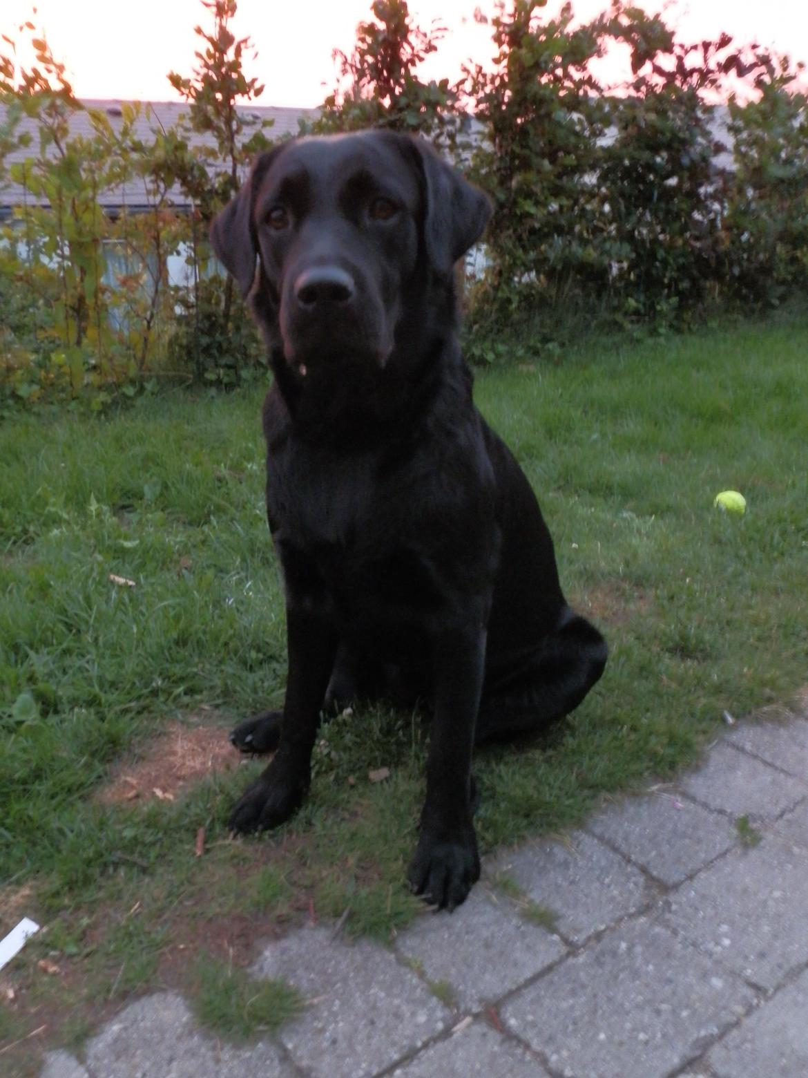 Labrador retriever Smilla billede 6