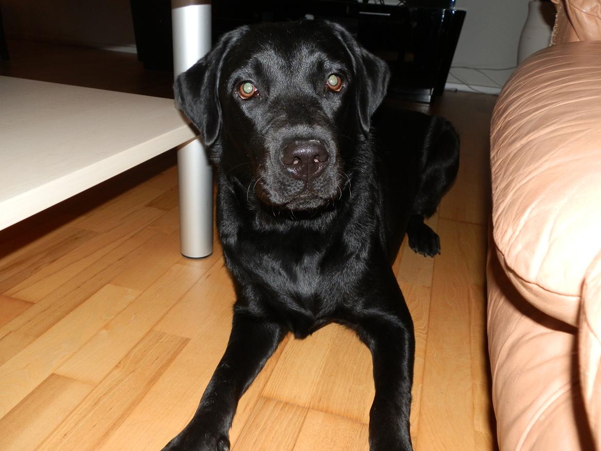 Labrador retriever Smilla billede 7