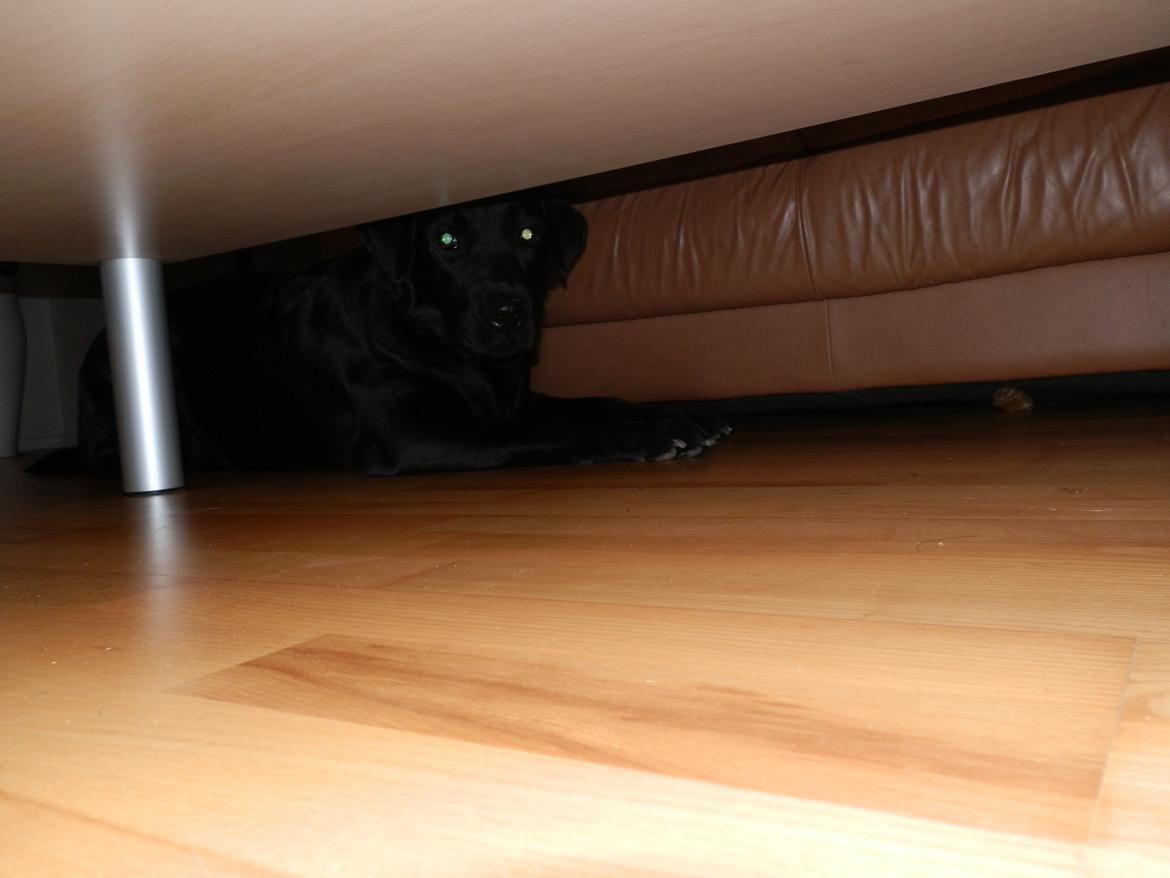 Labrador retriever Smilla billede 8