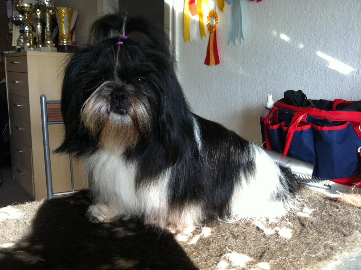 Shih tzu Flindt´s Born To Beauty (Bumle) - Juli 2013 billede 14