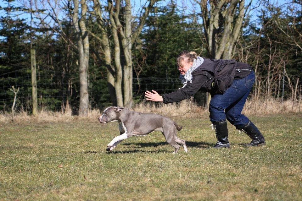 Amerikansk staffordshire terrier Lola - Frem da sendelse. Taget af min veninde Mai Rasmussen. billede 46