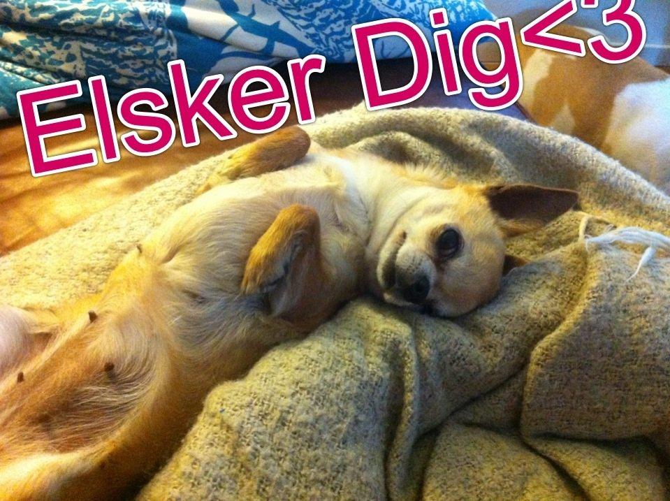 Chihuahua Frontrunners Ready To Play - Ready - Bedste Venner<3 Elsker Dig<3 billede 14