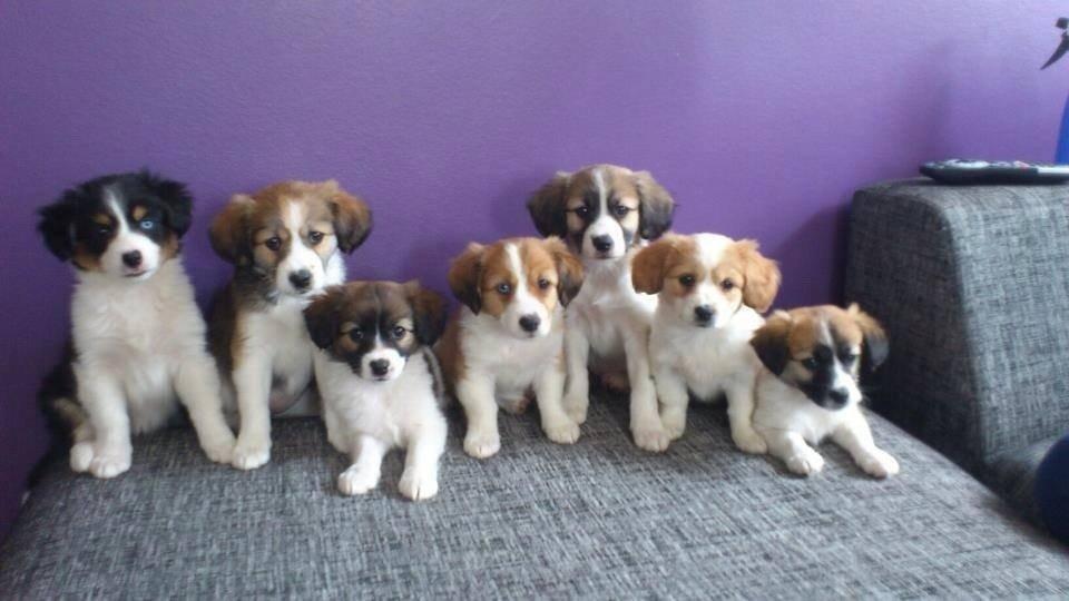 Blanding af racer Viktor - Viktor sammen med hans søskende.. Viktor er bagerst til højre billede 1