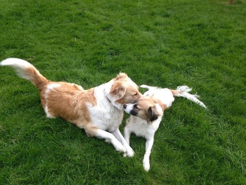 Blanding af racer Viktor - Viktor og Amanda 18. maj 2013..Dagen hvor deres hvalpe blev undfanget. billede 3